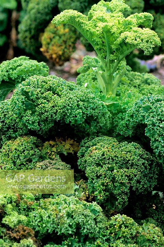 Curly Kale Dwarf Green foliage