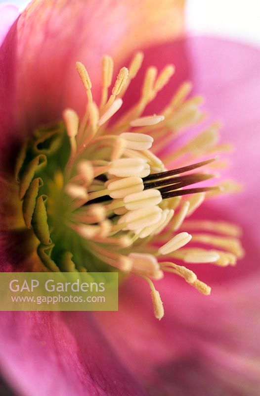 Close up of  Helleborus orientalis hellebore or Christmas Rose Close pink mottled flowers