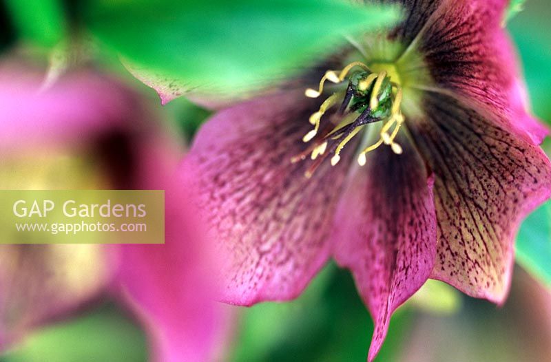 Close up of  Helleborus orientalis hellebore or Christmas Rose Close pink mottled flowers