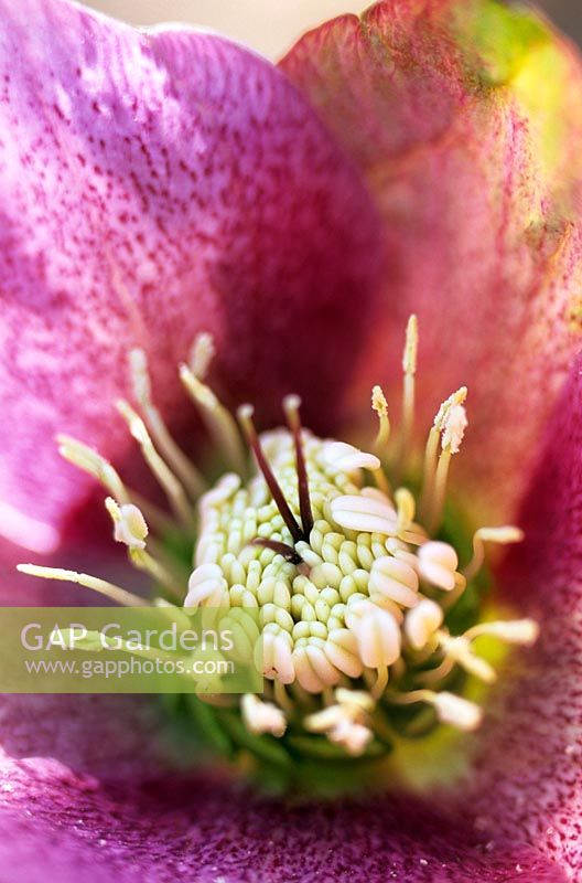 Close up of  Helleborus orientalis hellebore or Christmas Rose Close pink mottled flowers