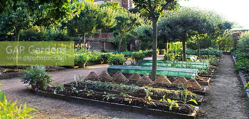 Hatfield House potager garden showing raised beds with protective wicker basket cloches, paths, fruit trees