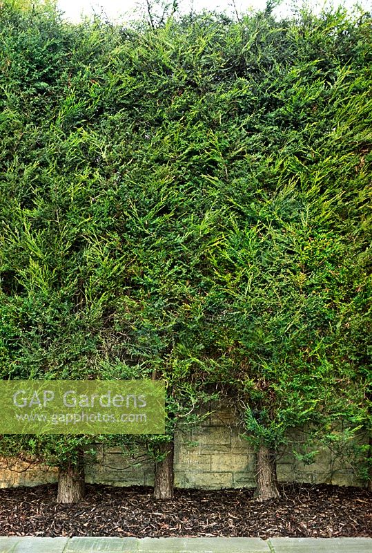 x Cupressocyparis leylandii (Leyland cypress). Clipped hedge against wall in garden