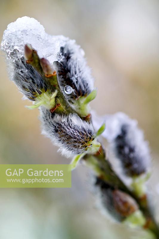 Salix aegyptiaca (Musk Willow) catkins with snow covering. RBG Kew in winter