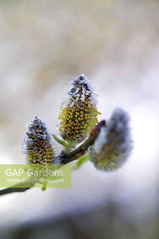 Salix aegyptiaca (Musk Willow) catkins with snow covering. RBG Kew in winter