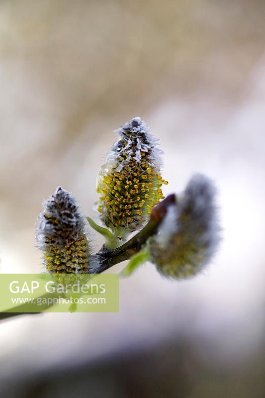 Salix aegyptiaca (Musk Willow) catkins with snow covering. RBG Kew in winter