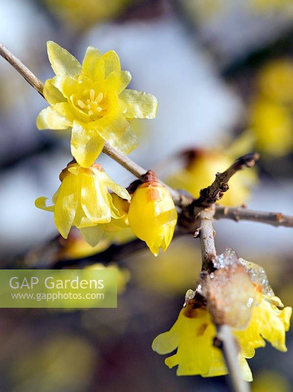 Chimonanthus praecox (Wintersweet) with yellow flowers emerging