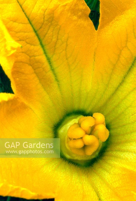 Close up of yellow Cucurbita pepo (Courgette) flower petals & stamen