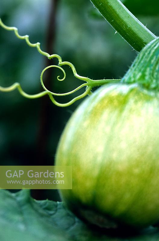 Courgette Squash fruit stem tendrils close up