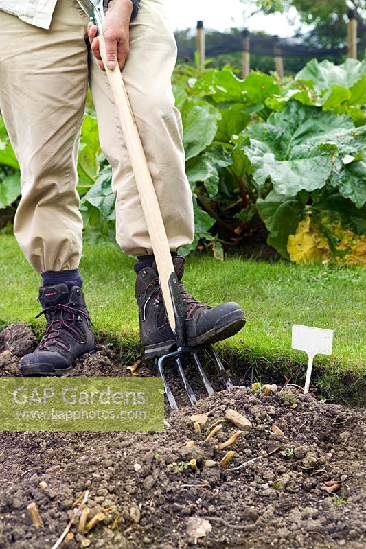 Gardener using a De Wit Potato Fork with wide tines to limit damage to tubers