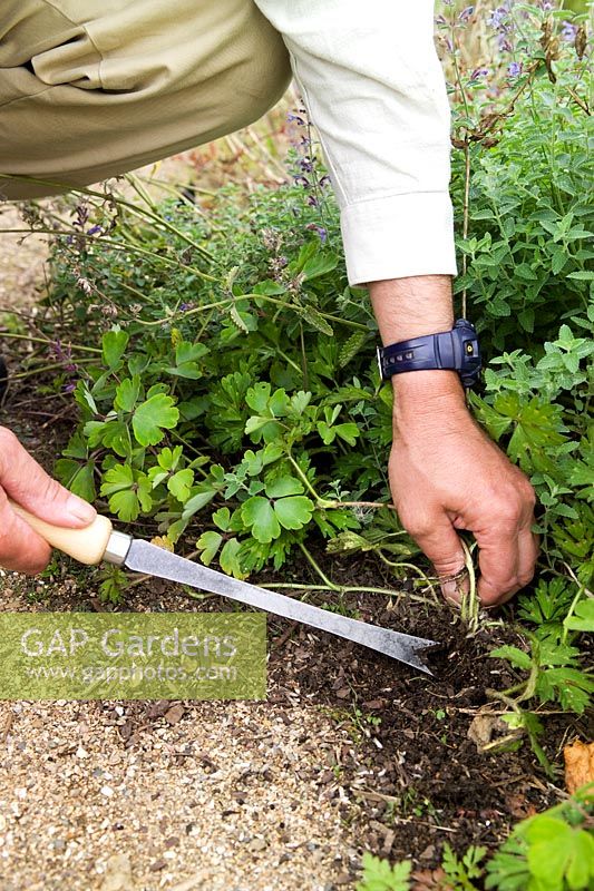 Gardener using a De Wit daisy grubber to remove buttercups