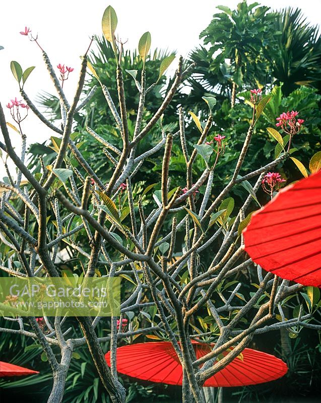 Tropical garden with flowering Plumeria (Frangipani) and red parasols, Bangkok, Thailand