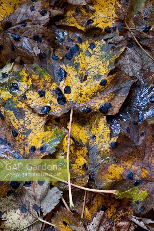 Acer pseudoplatanus (Sycamore) fallen leaf with fungus Rhytisma acerinum (tar spot, black spot)