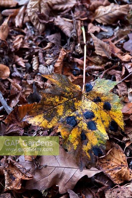 Acer pseudoplatanus (Sycamore) fallen leaf with fungus Rhytisma acerinum (tar spot, black spot)