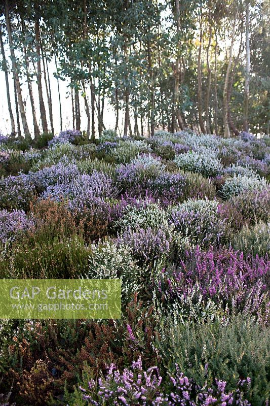 Entrance planting of flowering heathers at the Eden Project