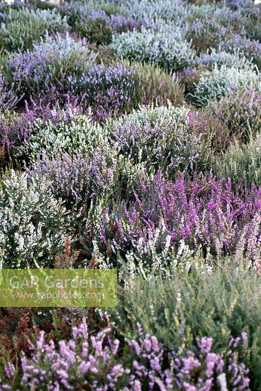 Entrance planting of flowering heathers at the Eden Project