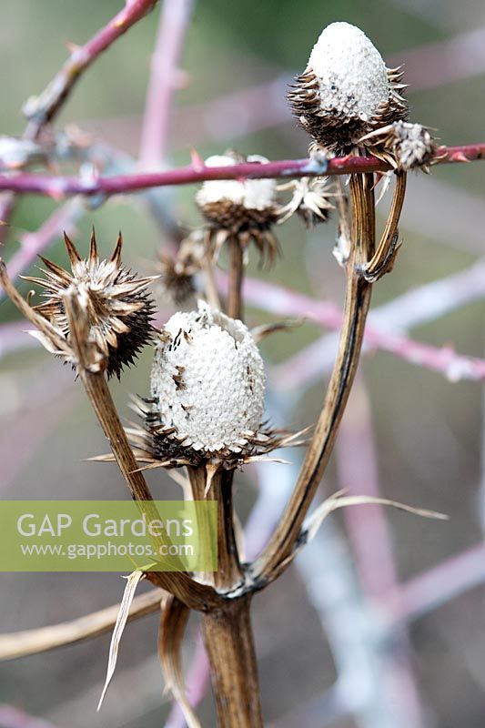 Rubus cockburnianus 'Golden Vale' with Eryngium yuccifolium