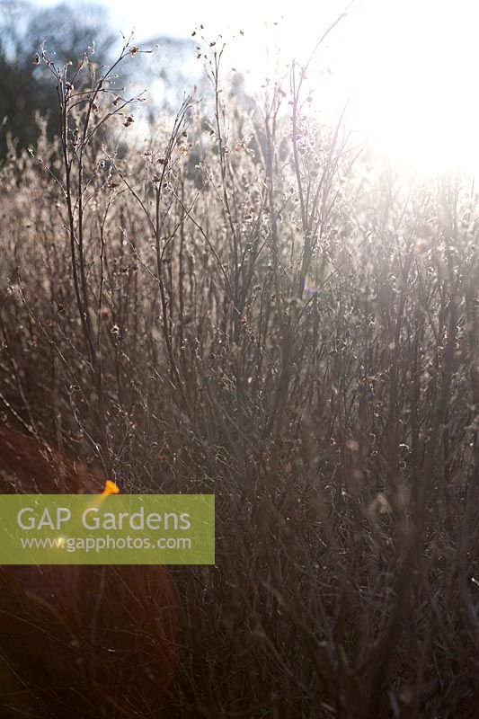 Achillea filipendulina 'Goldplate' and Monarda didyma 'Gardenview Scarlet' seedheads in winter