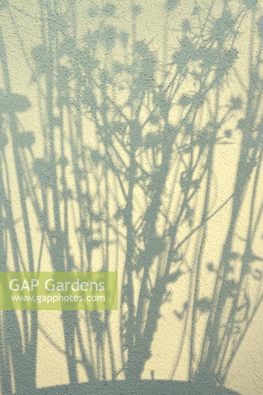 Silhouette of herbaceous perennial seedheads against wall