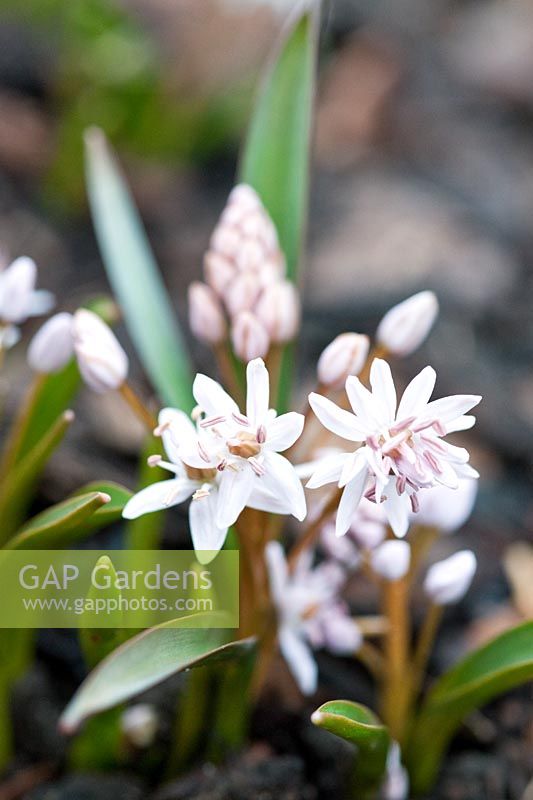 Scilla bifolia 'Rosea'