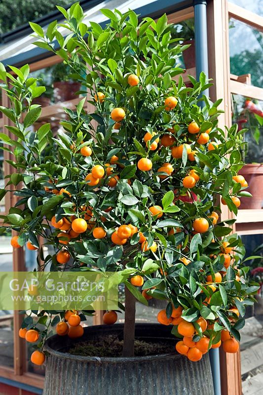 Citrus (orange) tree in zinc container