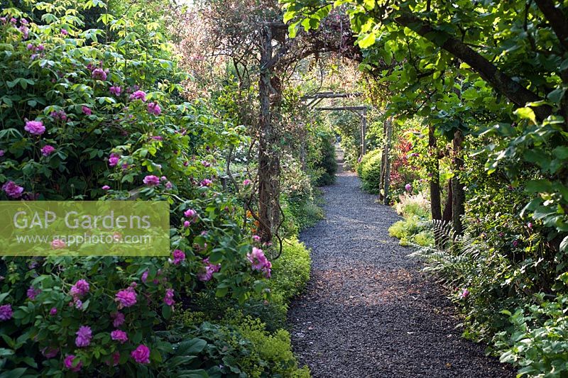 Path leading through rose borders with pergolas at Dalemain House, Cumbria, England