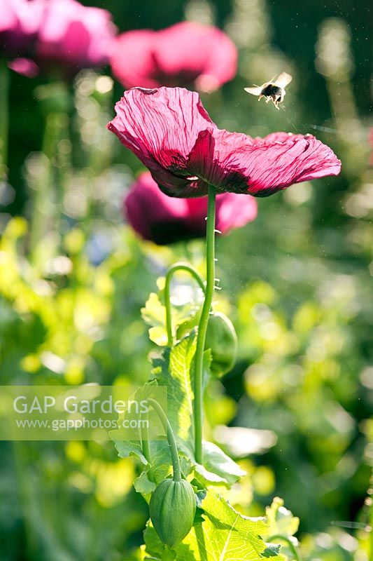 Papaver somniferum (Opium poppy)
