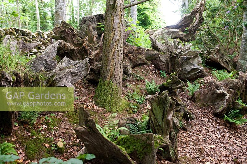 Stumpery at Dalemain House, Cumbria, England