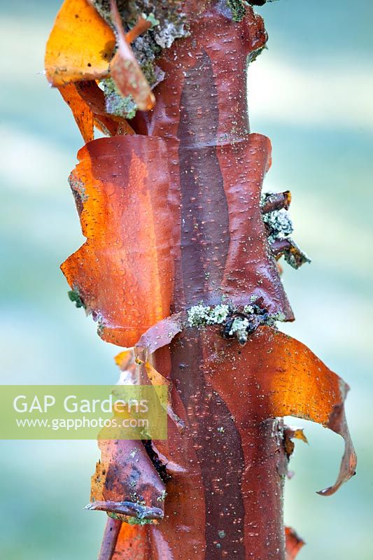 Acer griseum  (paper bark maple) bark