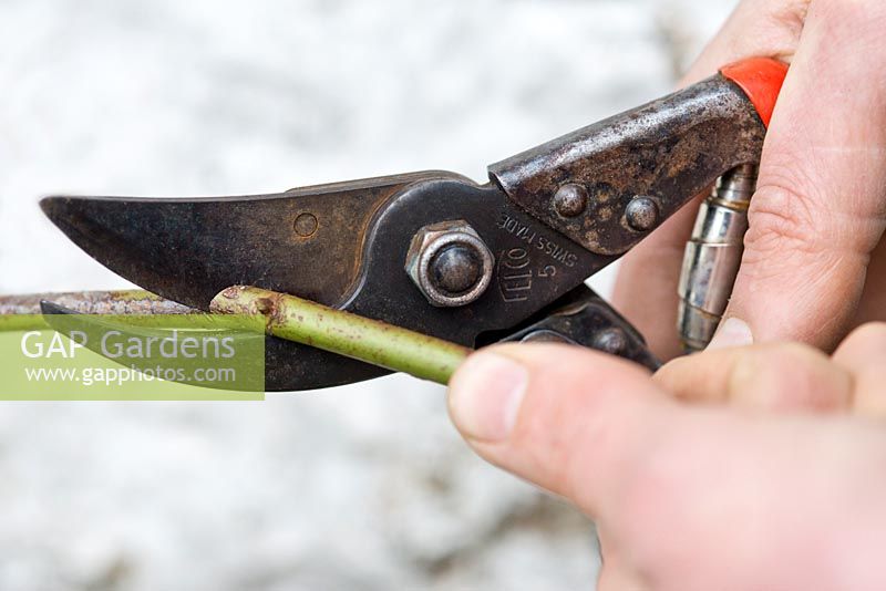 Taking hardwood cuttings of Rosa 'Cardinal de Richelieu'