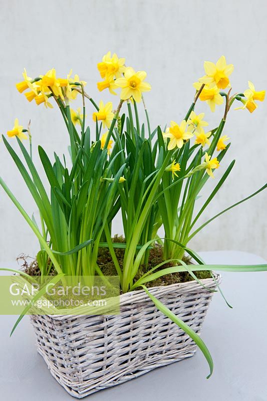 Narcissus 'Tête-à-tête' (dwarf daffodil) in wicker basket container