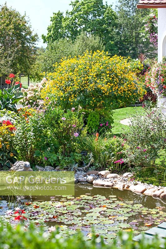 Garden scene with Senna corymbosa