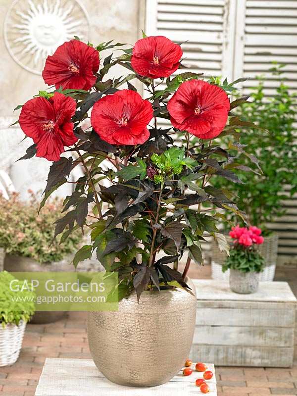 Hibiscus Giant Red in pot