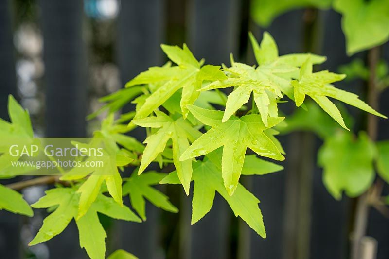 Liquidambar Worplesdon