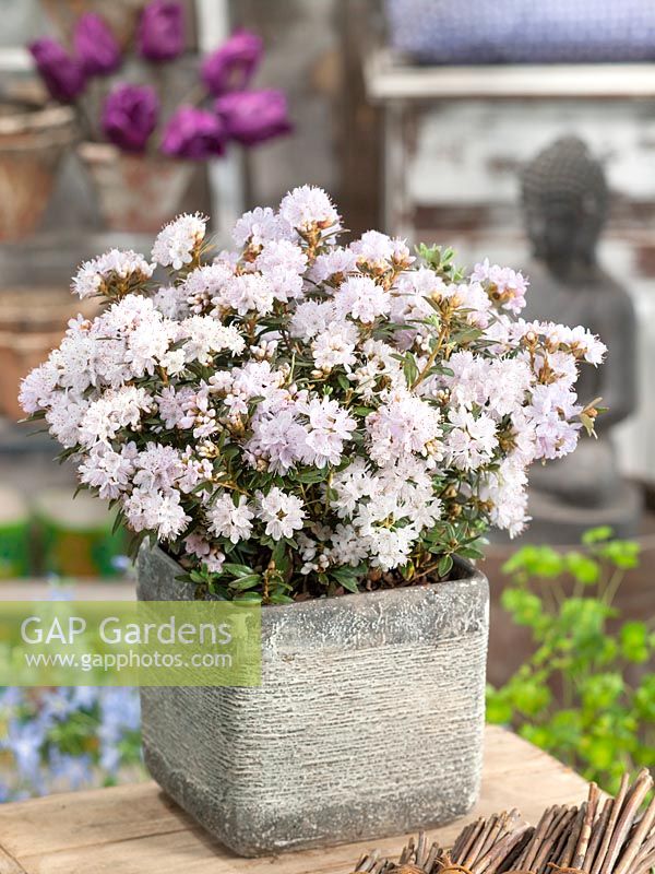 Rhododendron Album in pot