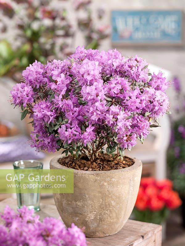 Rhododendron Blue Silver in pot
