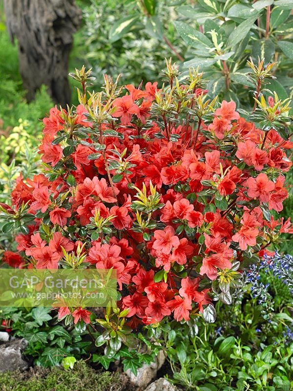 Rhododendron Stewartstown