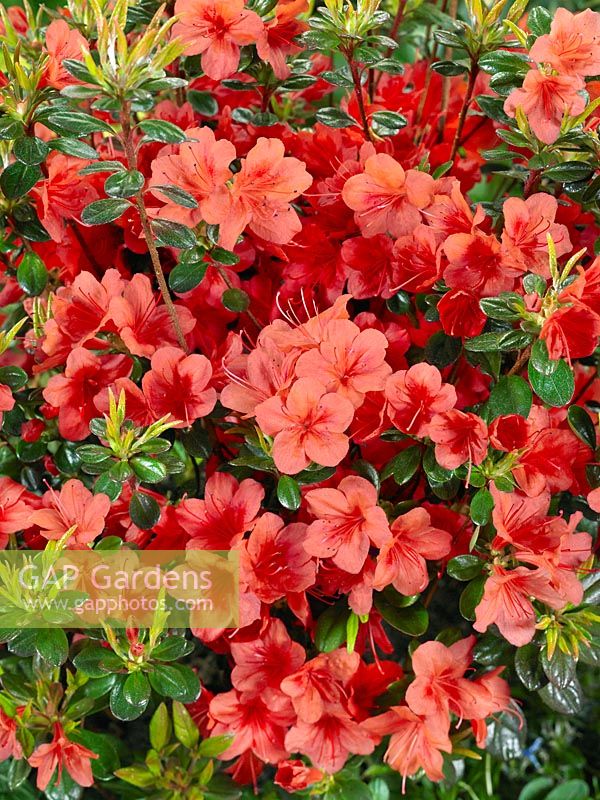 Rhododendron Stewartstown