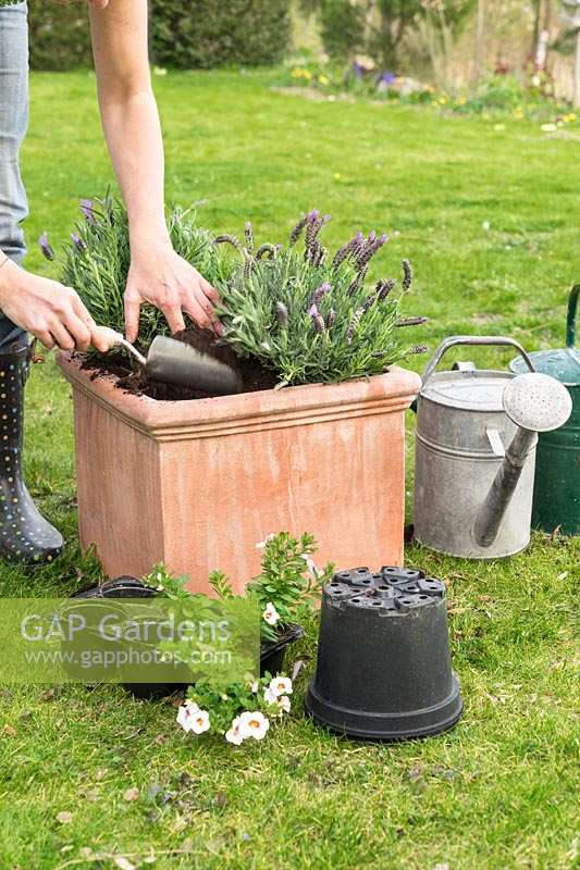 Planting of a terracotta pot