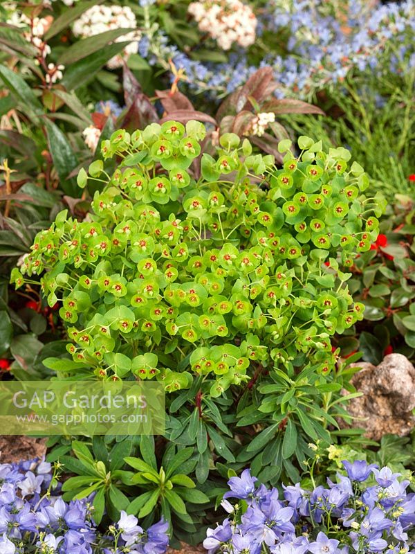 Euphorbia Walberton's ® Tiny Tim