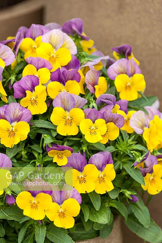 Viola Sorbet ® XP Yellow Pink Jump Up