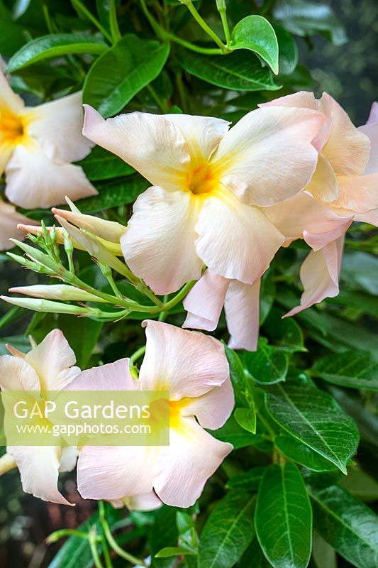 Mandevilla Sundaville ® Apricot