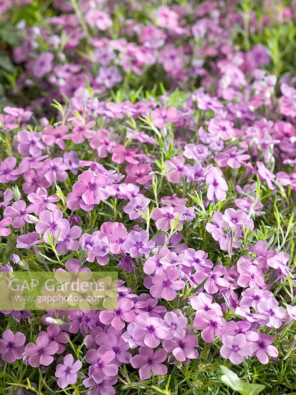 Phlox Eva