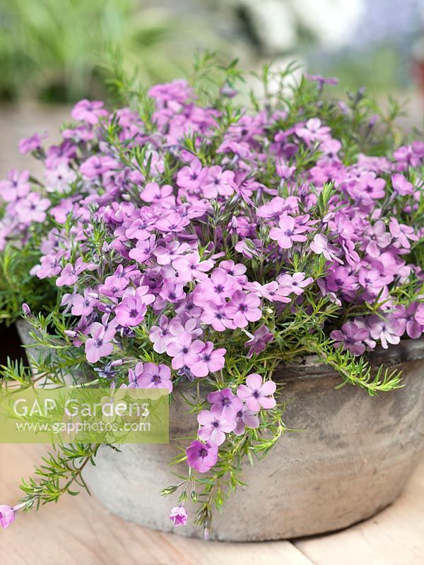 Phlox Eva in pot