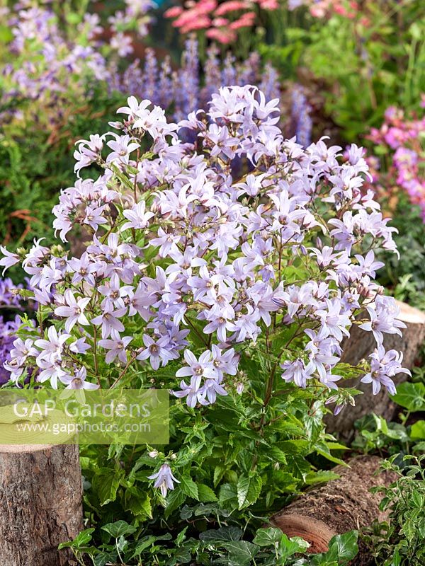 Campanula Senior