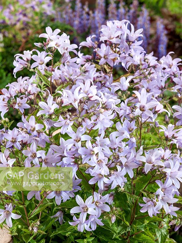 Campanula Senior