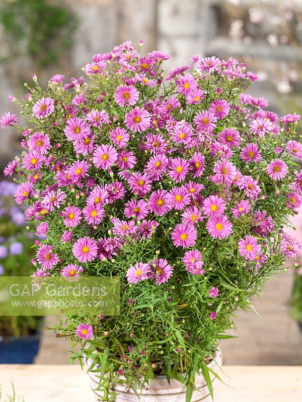 Aster Peter Harrison in pot