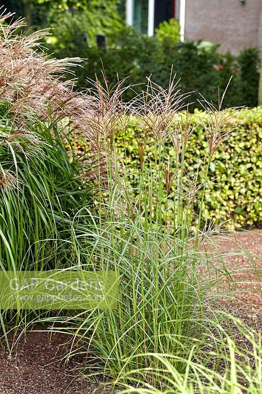 Miscanthus Ferner Osten