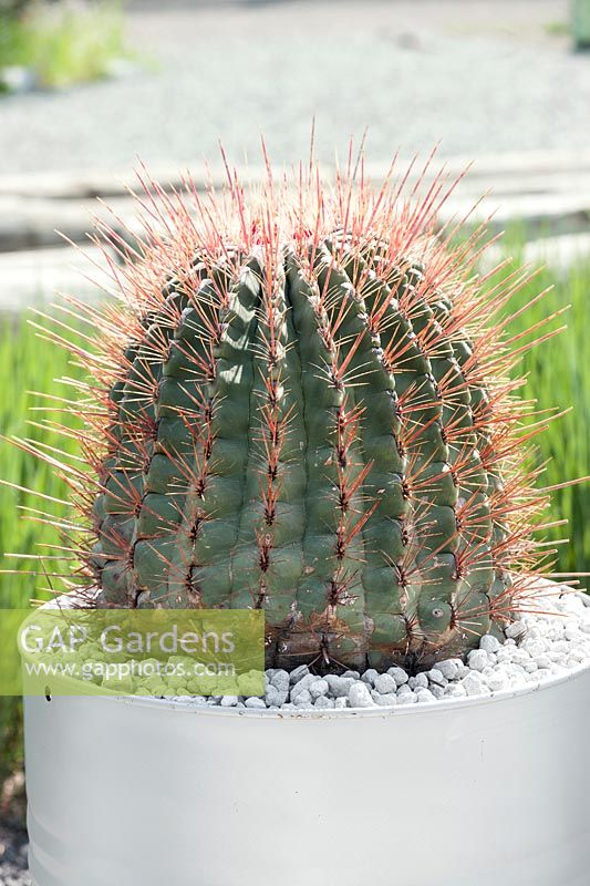 Ferocactus emoryi ssp. rectispinus