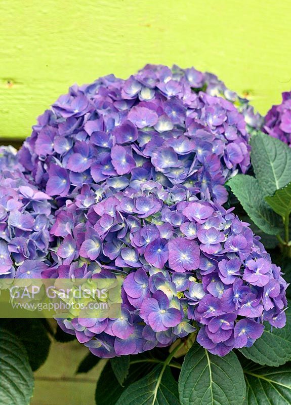 Hydrangea Mathilda Gutges