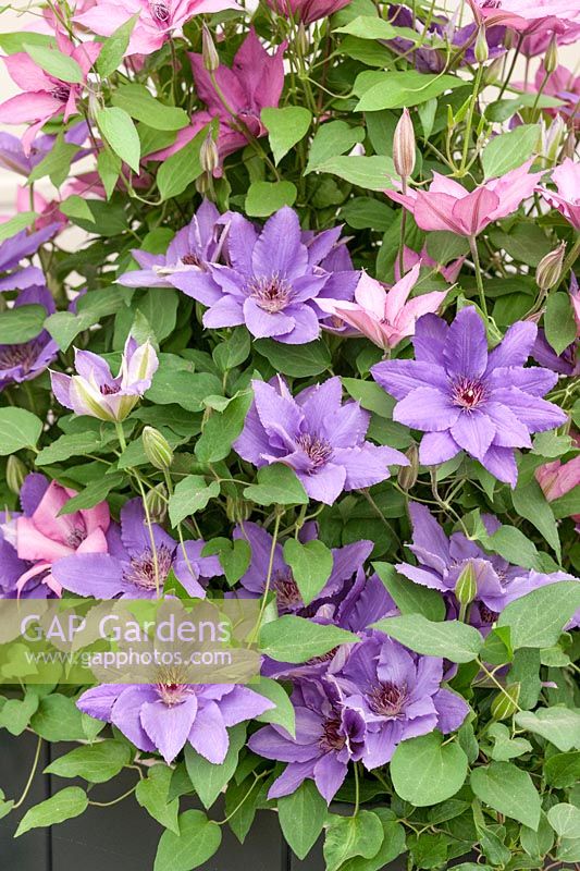 Clematis Boulevard ® Parisienne ™ Evipo019, Clematis Giselle ™ Evipo051